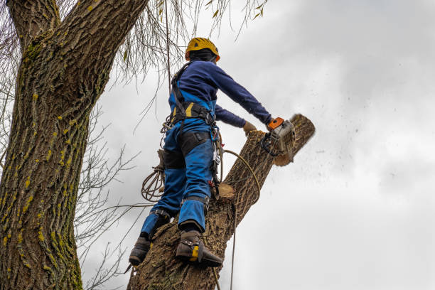 Best Utility Line Clearance  in Pacific Grove, CA