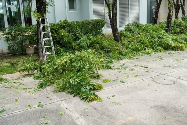 Best Stump Grinding and Removal  in Pacific Grove, CA