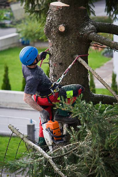  Pacific Grove, CA Tree Services Pros