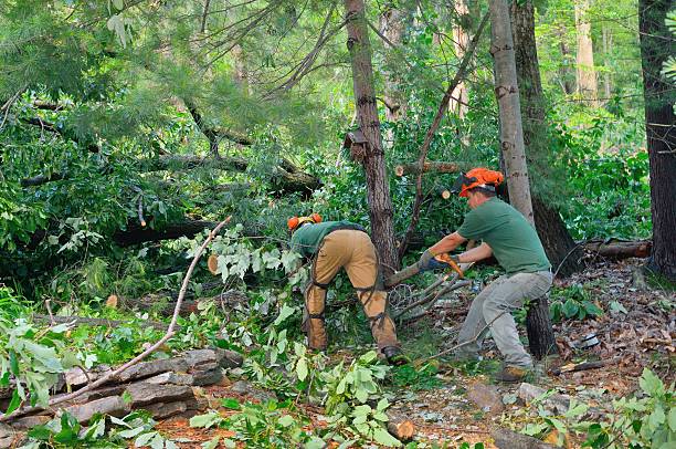 Best Lot and Land Clearing  in Pacific Grove, CA