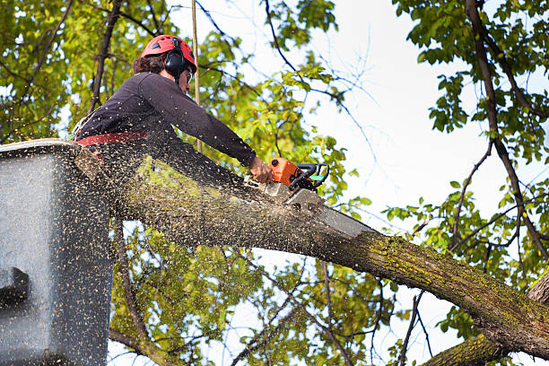 Best Firewood Processing and Delivery  in Pacific Grove, CA